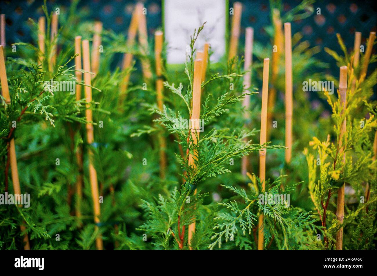 Garden Centre England Uk Stock Photo Alamy   Garden Centre England Uk 2ARA456 