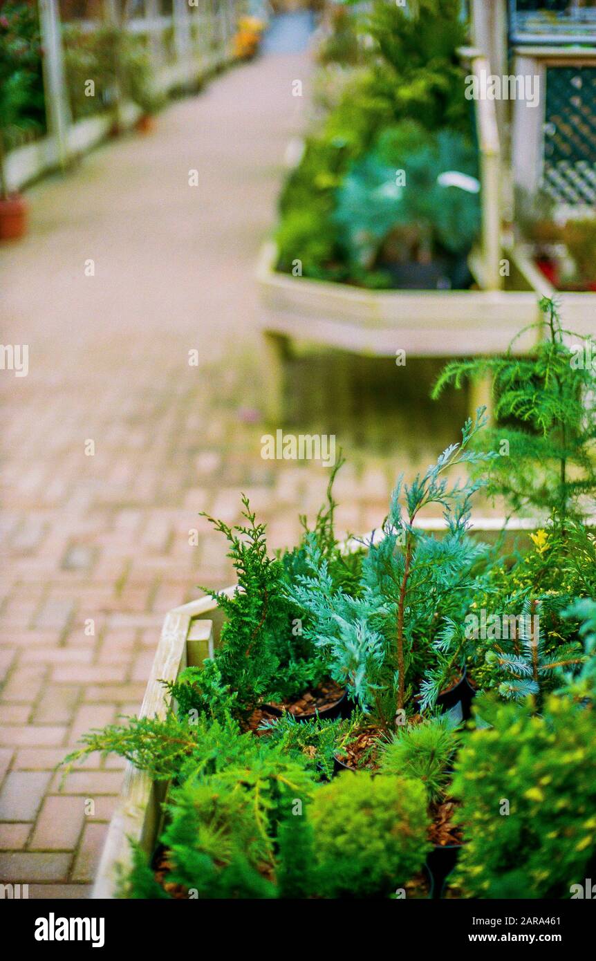 garden centre england uk Stock Photo Alamy