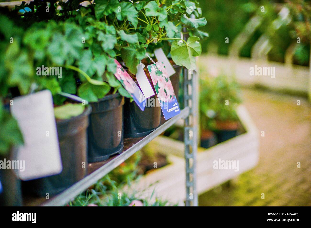 garden centre england uk Stock Photo Alamy