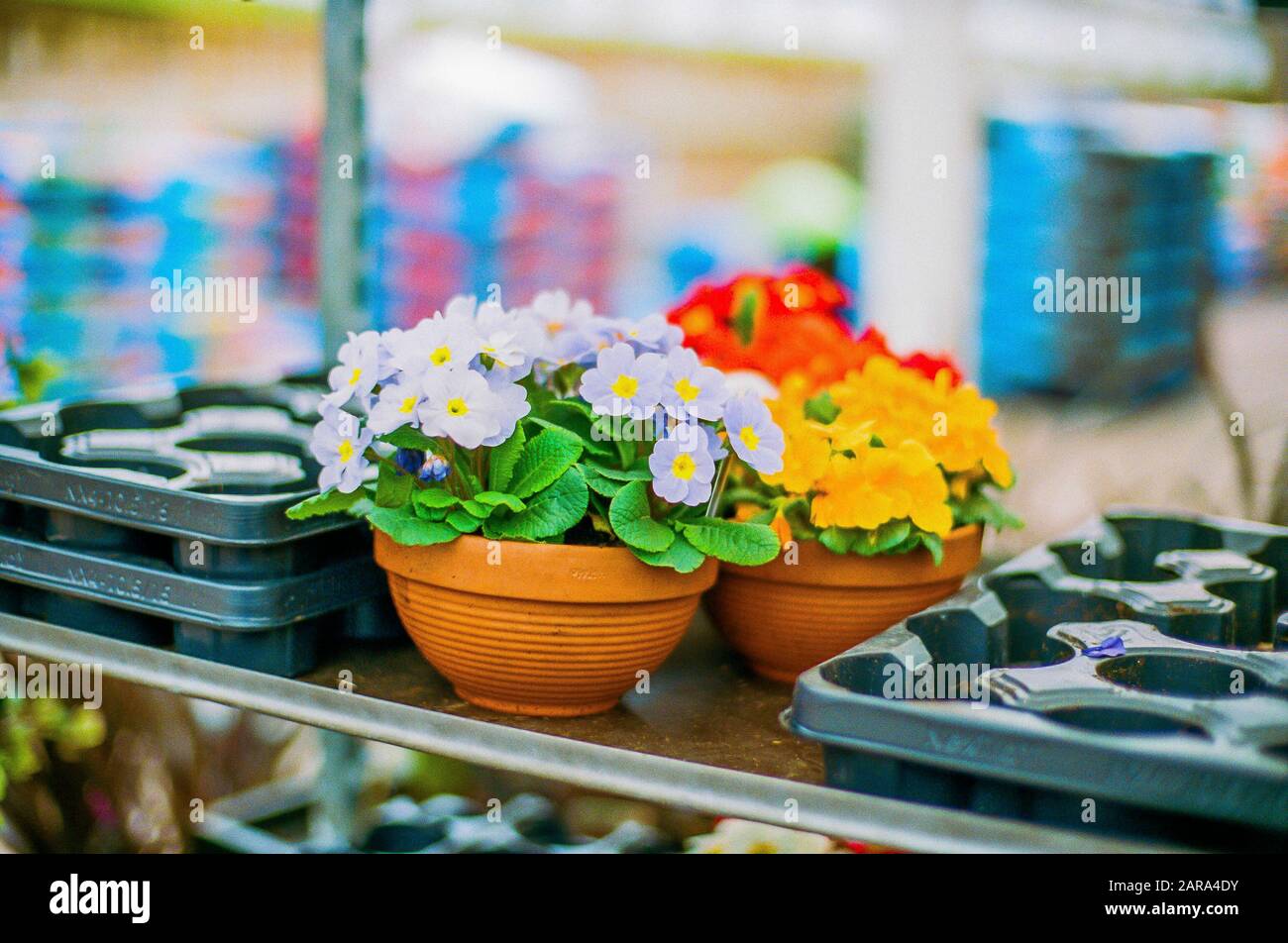 garden centre england uk Stock Photo Alamy