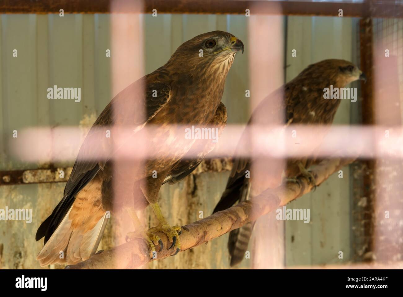 Birds of prey sit on a tree branch in a cage Stock Photo
