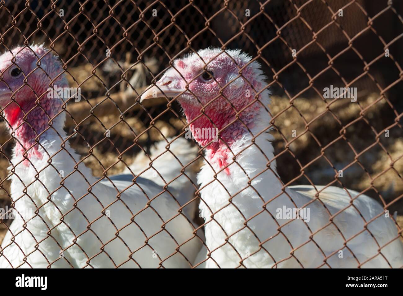 Young White broad-breasted turkey in a cage poultry farm Stock Photo ...