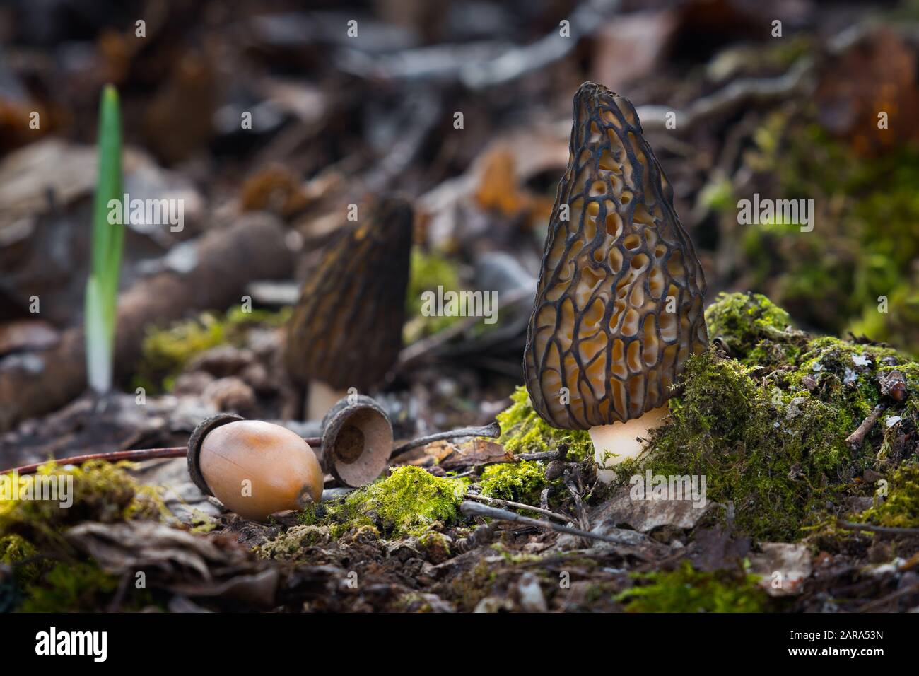 Morchella conica or Black Morel mushroom fresh spring mushrooms Stock