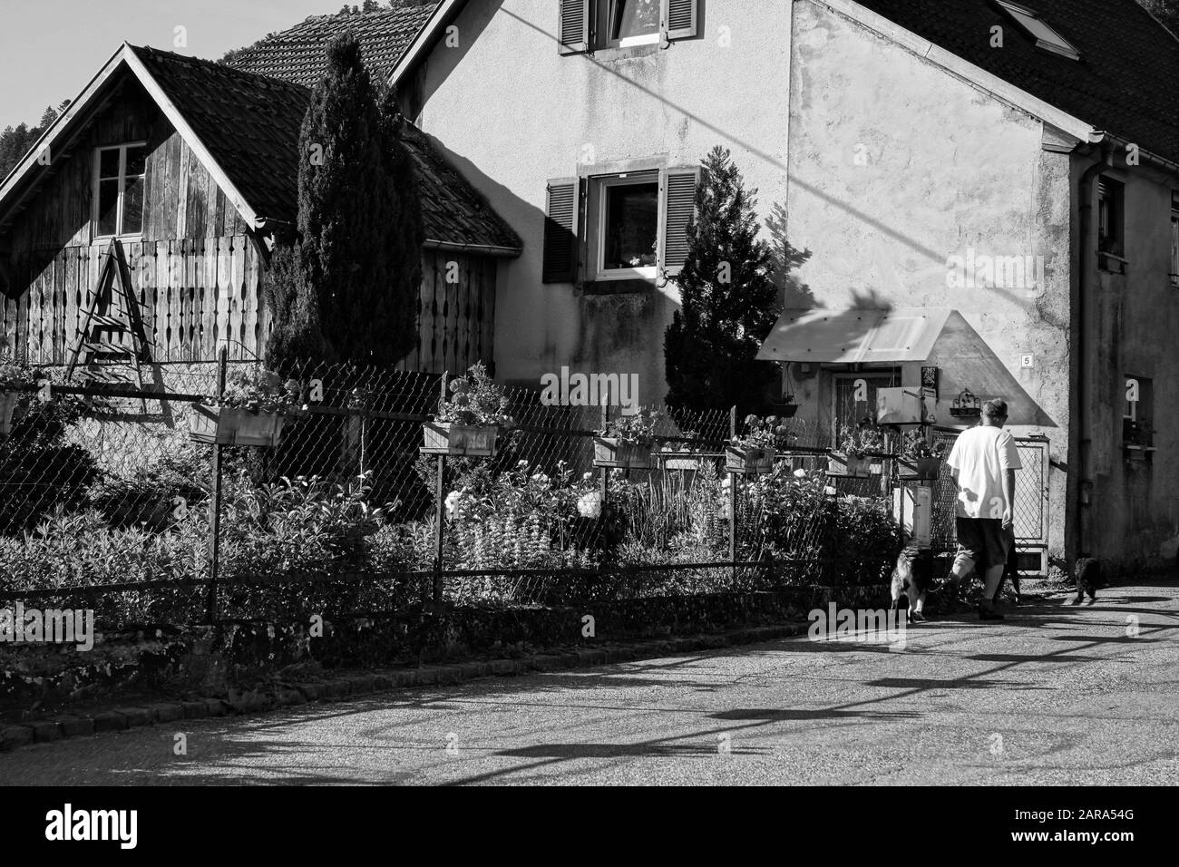 Man walking dog, Storkensohn, Haut Rhin, Grand Est, France, Europe Stock Photo