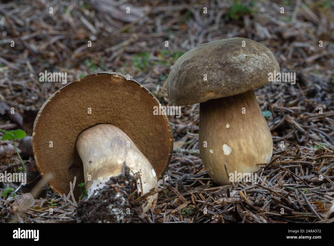 Edible mushroom Porphyrellus porphyrosporus  from central Europe forests, Slovakia Stock Photo