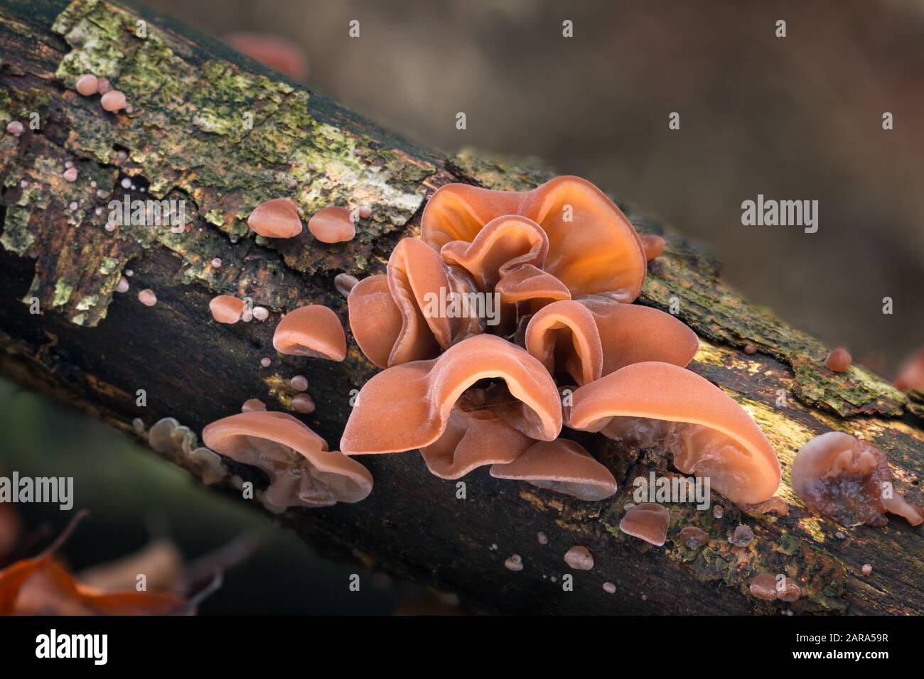 A tasty and healthy mushroom that grows on tree trunks. Seasonal delicacy. Stock Photo