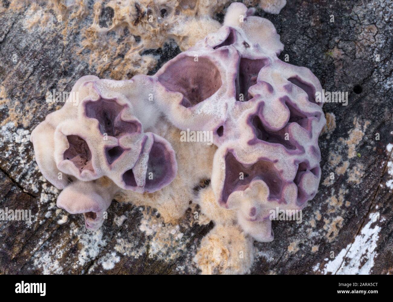 Parasitic fungus Chondrostereum purpureum growing on tree trunks Stock Photo