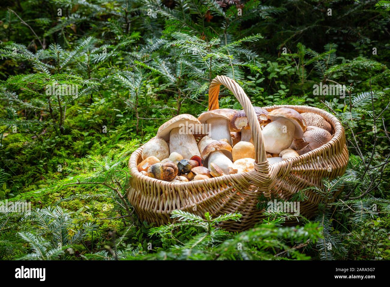 Basket full of edible mushrooms. Mushroom hunting from central Europe, Slovakia Stock Photo Alamy