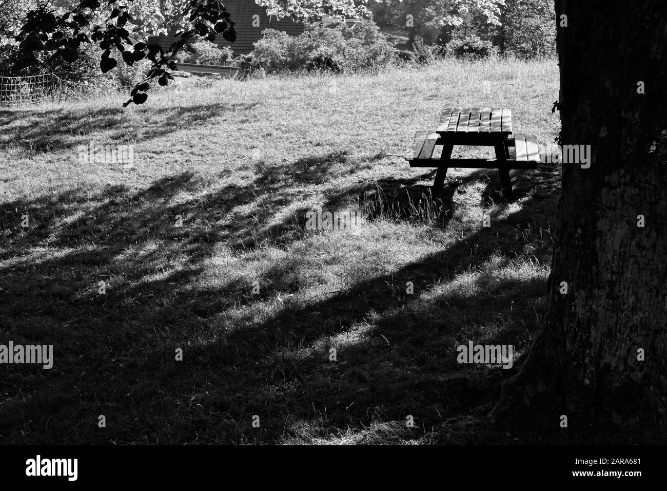 Shade tree bench garden Black and White Stock Photos & Images - Alamy