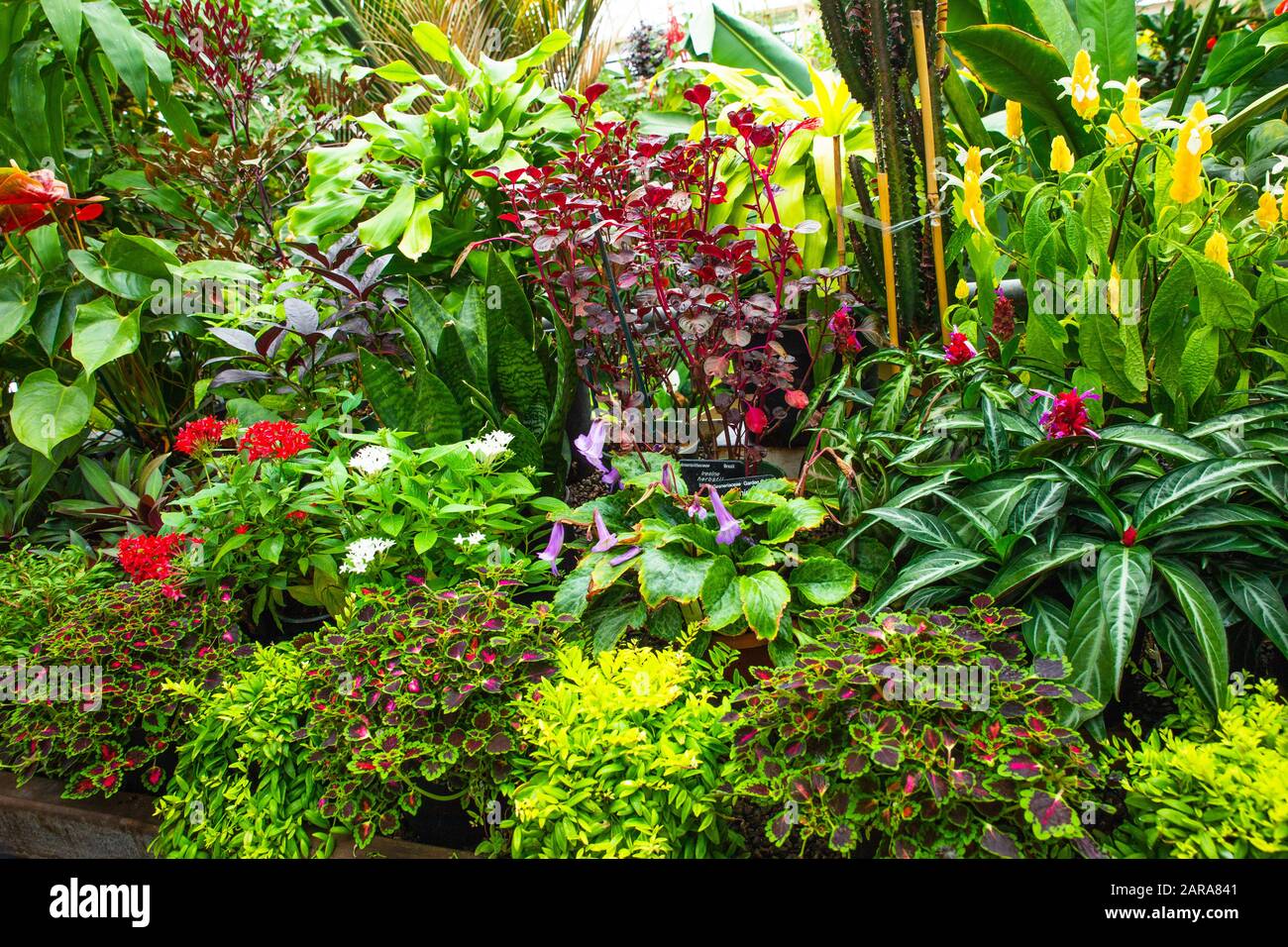 Tropical greenhouse glasshouse sunny interior full of lush green plants ...