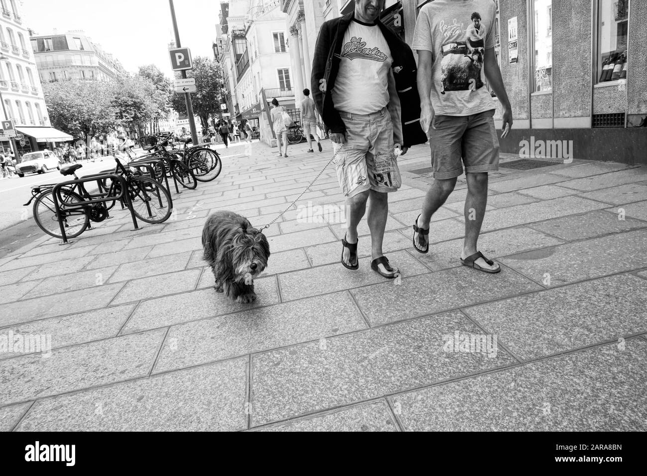 Man walking dog on pavement, Rue Saint Antoine, Paris, France, Europe Stock Photo