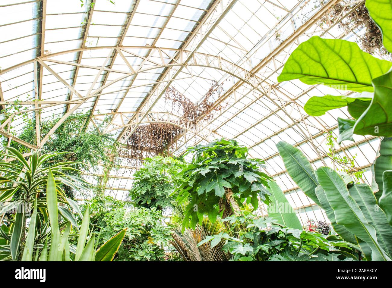 Tropical greenhouse glasshouse sunny interior full of lush green plants ...