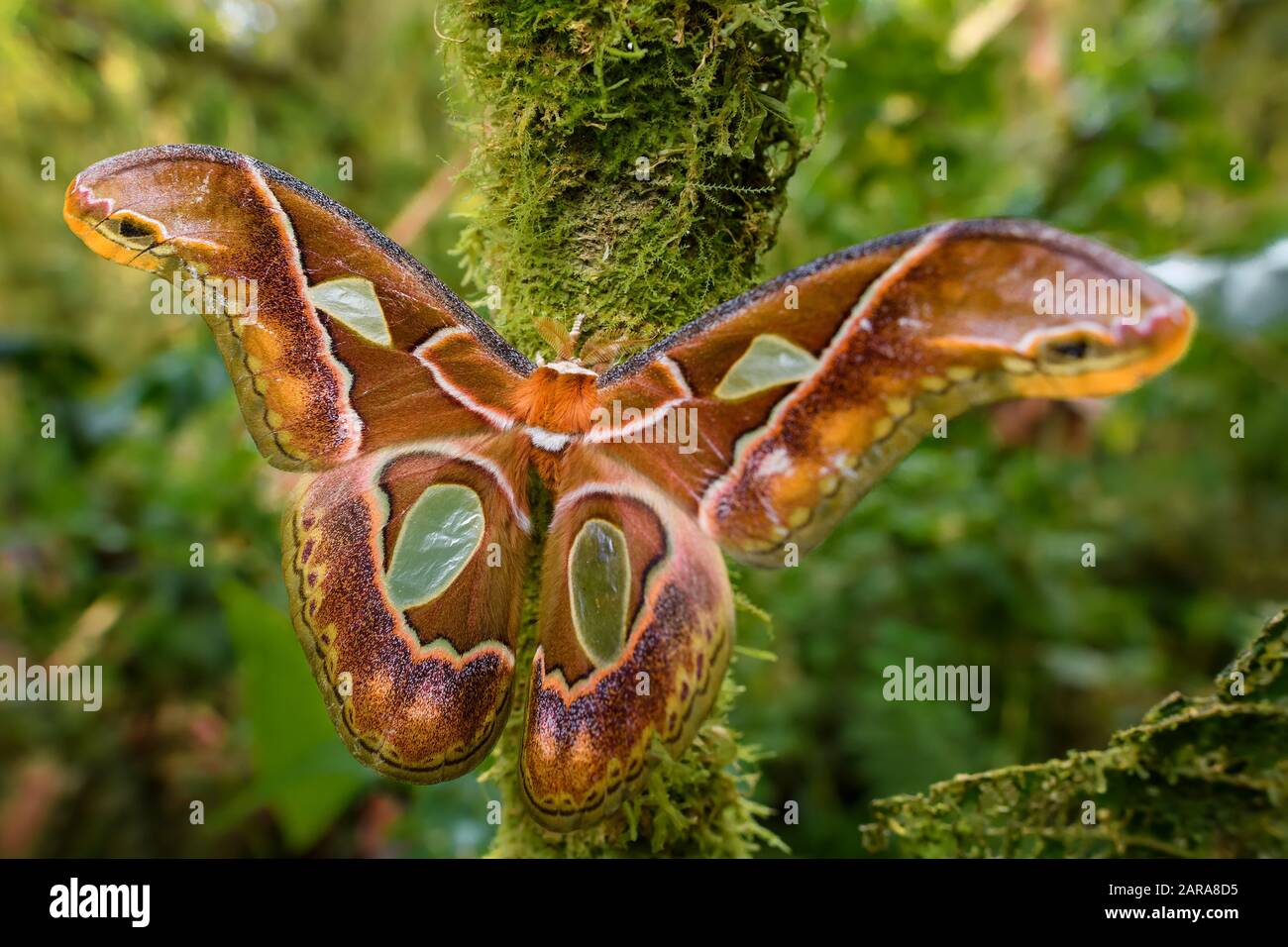 Pictures Of Large Colorful Moths