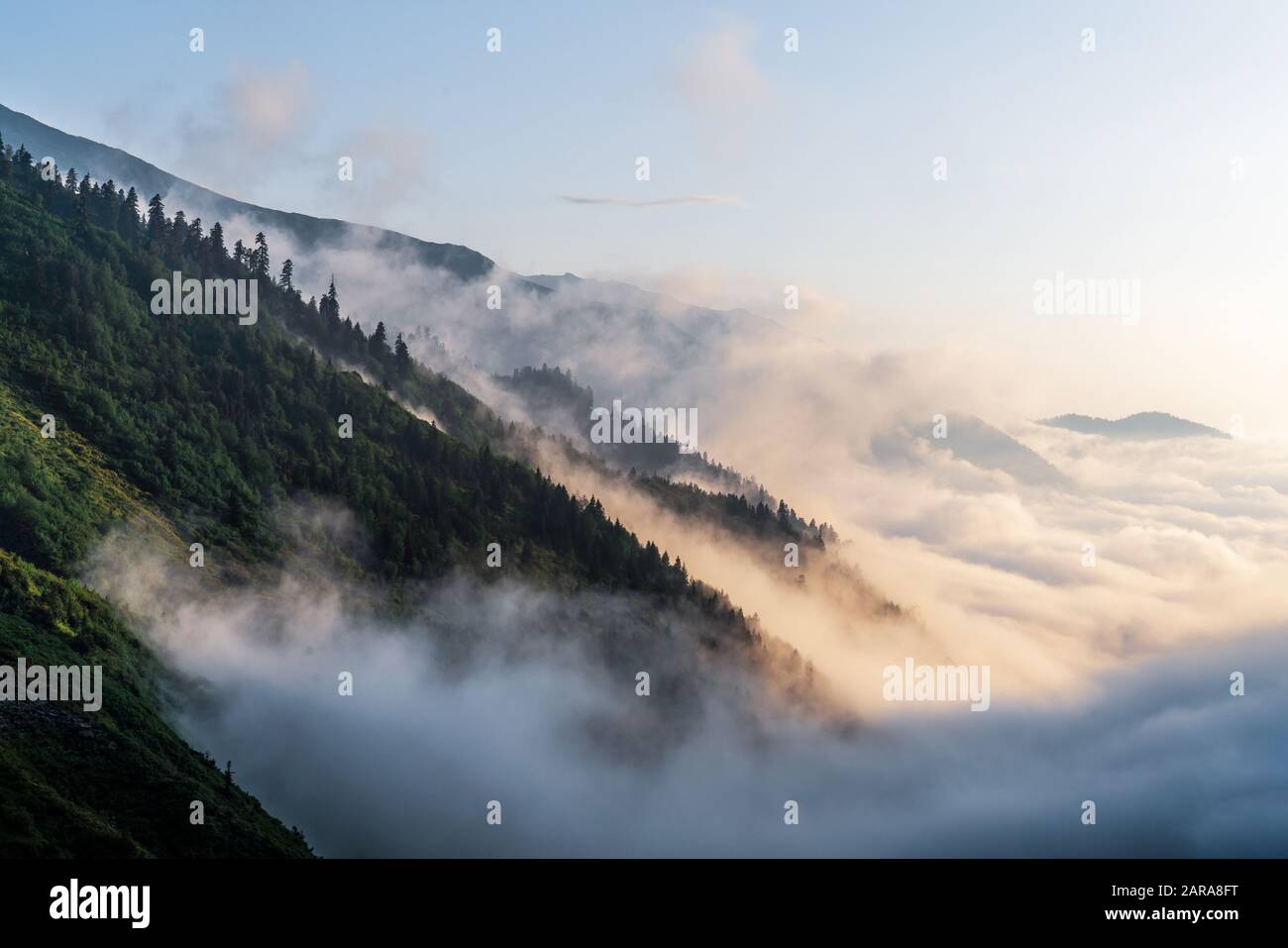 Misty dark forest landscape with cloud and fog. Hiking and tour concept Stock Photo