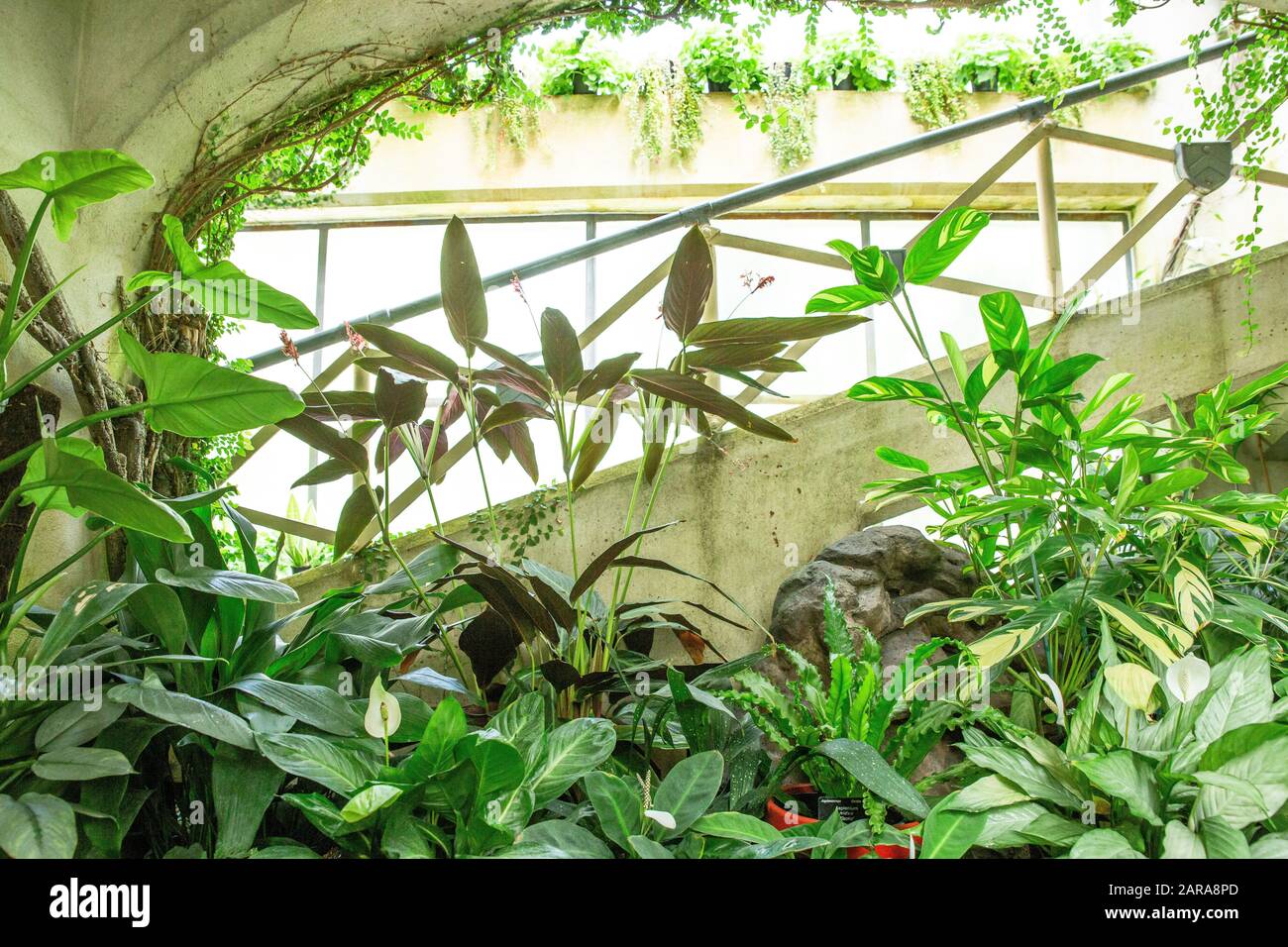 Tropical greenhouse glasshouse sunny interior full of lush green plants ...