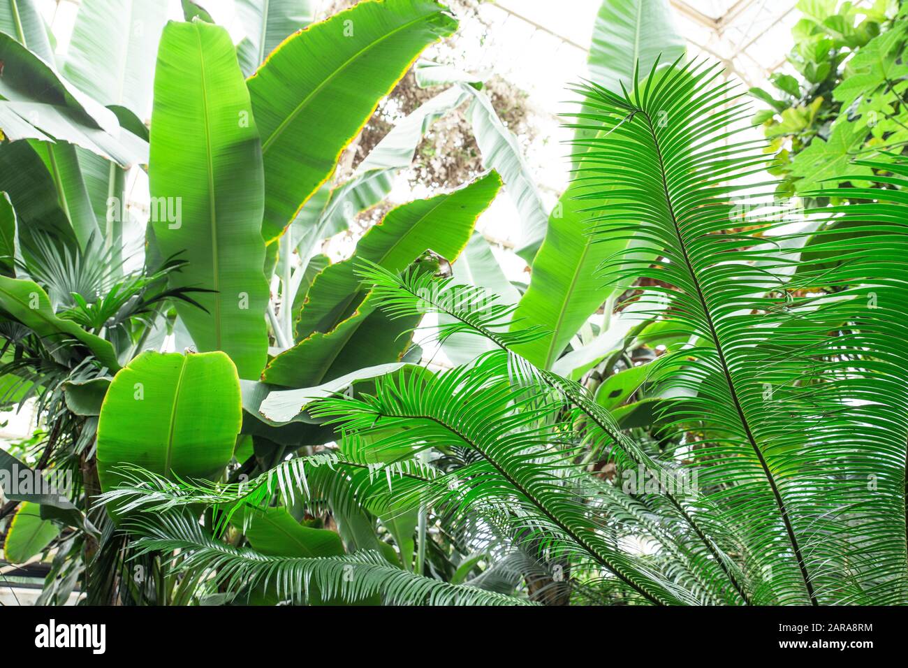 Tropical greenhouse glasshouse sunny interior full of lush green plants ...
