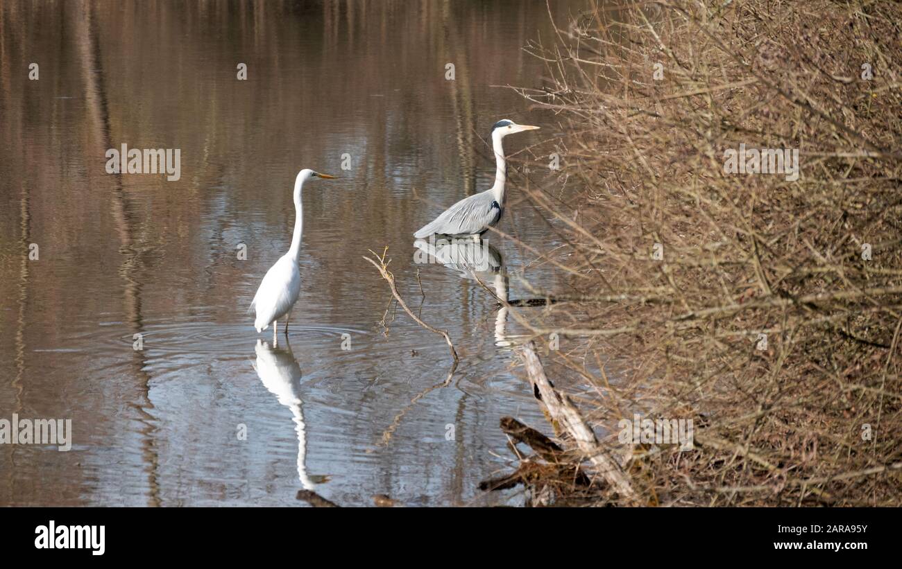 Two herons hunting in a nature reserve Stock Photo Alamy
