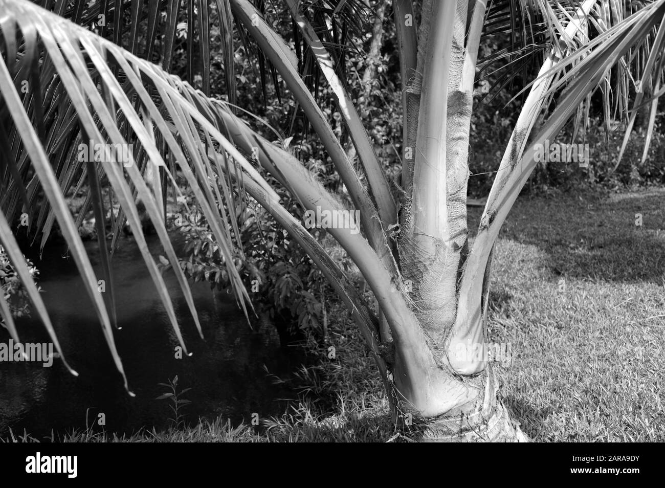 Palm tree, Coconut Lagoon Resort, Kumarakom, Kottayam, Kerala, India, Asia Stock Photo