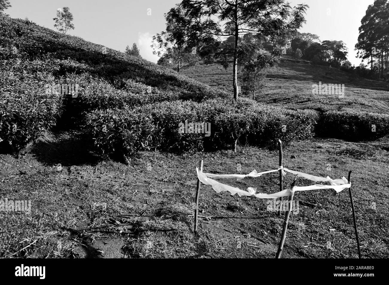 Tea plantation marking, Munnar, Idukki, Kerala, India, Asia Stock Photo