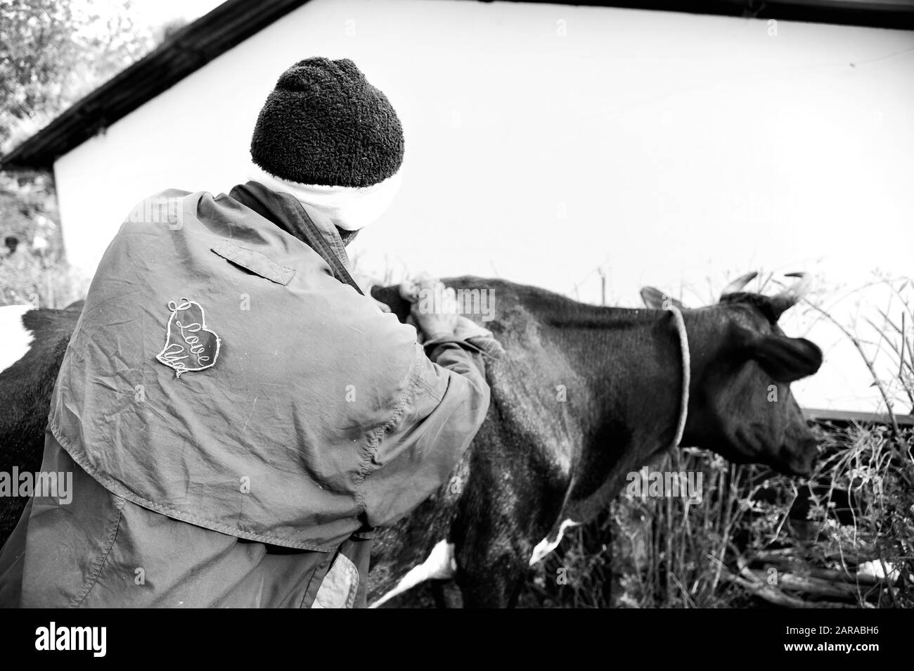 Man cleaning cow, wearing  I love you jacket, Munnar, Idukki, Kerala, India, Asia Stock Photo