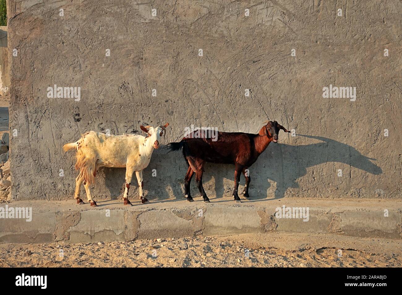 Animals of the World - Goats in front of mud house in Iran Stock Photo