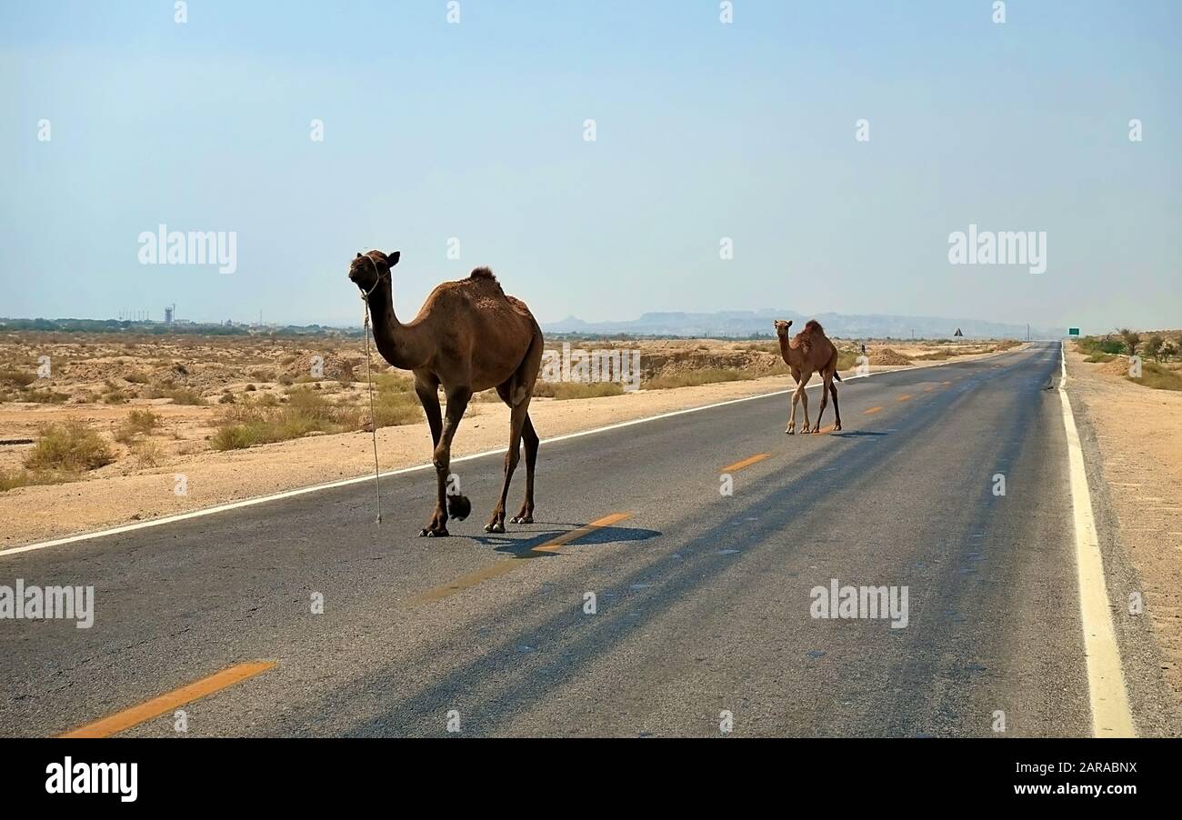 Two camels ( dromedar ) on a highway in the desert in Iran, Qeschm ...