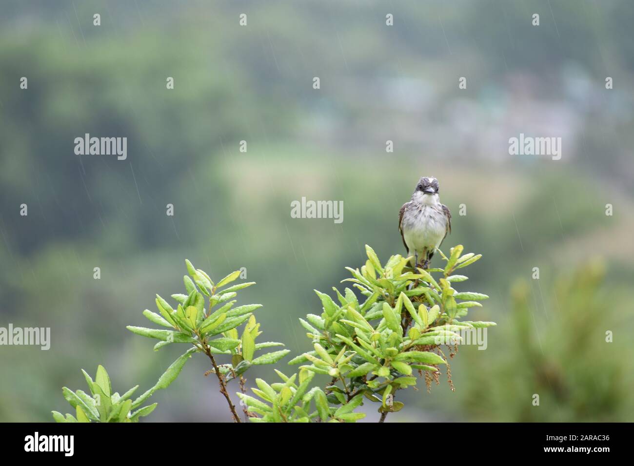 Loggerhead Kingbird perched on a tree in Vinales Cuba Stock Photo