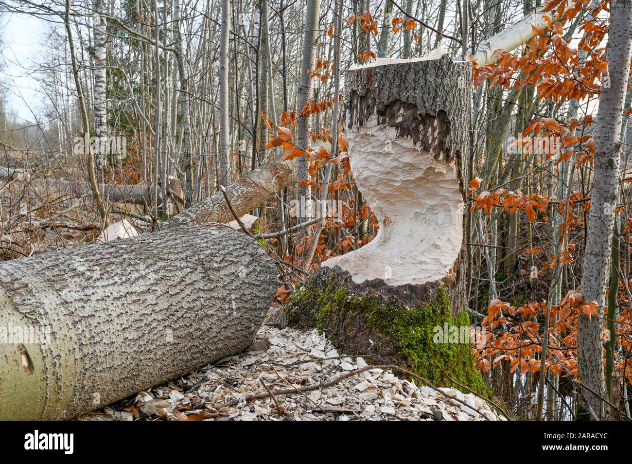 Beaver Felling Tree High Resolution Stock Photography and Images - Alamy