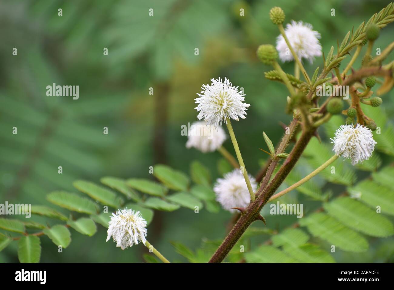Leucaena leucocephala closeup in Vinales Cuba Stock Photo