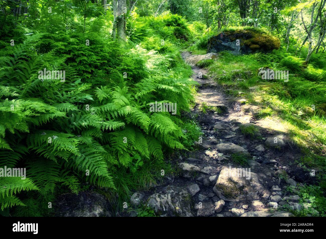 Lush norvegian forest with path and fern bushs. Norway, Europe. Landscape photography Stock Photo