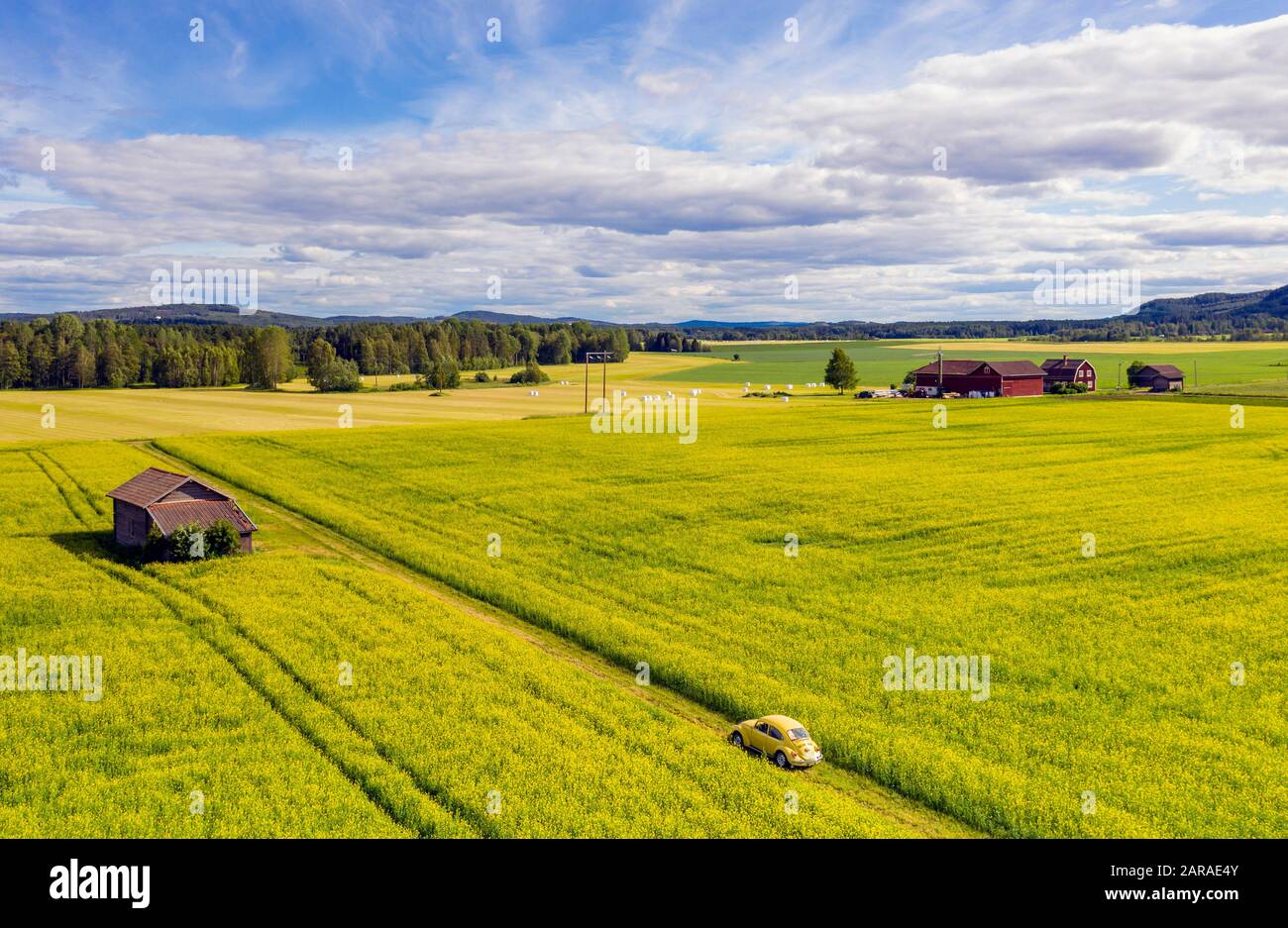 Old yellow Volkswagen beetle parked in the middle of a fully blooming rapeseed field where the colors match perfectly Dramatic sky gives nice contrast Stock Photo