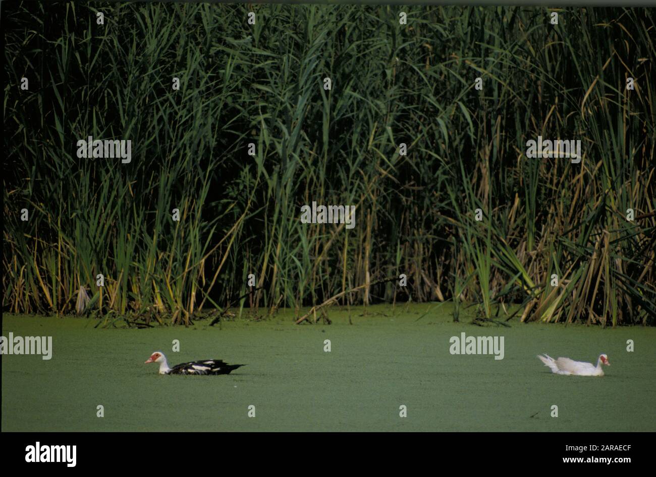 europe, italy, lombardia, inarzio, brabbia marsh, ducks Stock Photo
