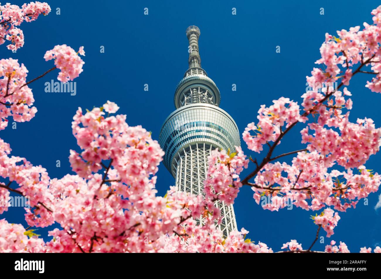 Tokyo tree hi-res stock photography and images - Alamy