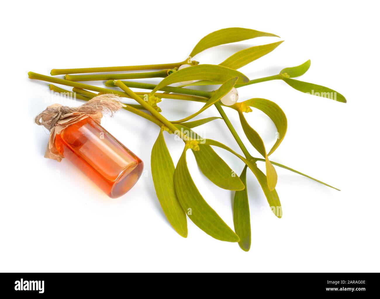 Viscum album, commonly known as European mistletoe, common mistletoe or simply as mistletoe, mistle. Isolated on white background. Stock Photo