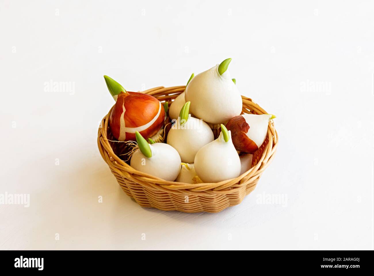 Tulip bulbs with sprouts in a wicker basket on a white background. Close up Stock Photo Alamy