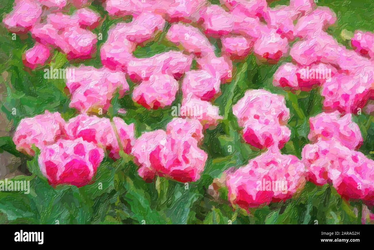Dutch flower field bloom in spring season.Exotic decorative plants grow