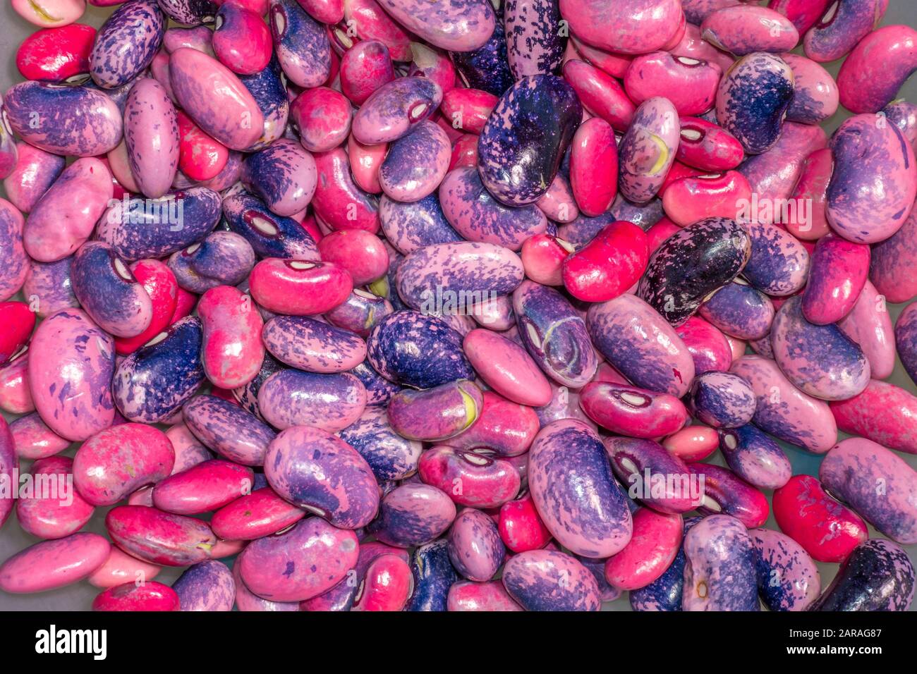 Closeup of raw pink and purple beans – the inner edible part from shelled runner beans. Stock Photo