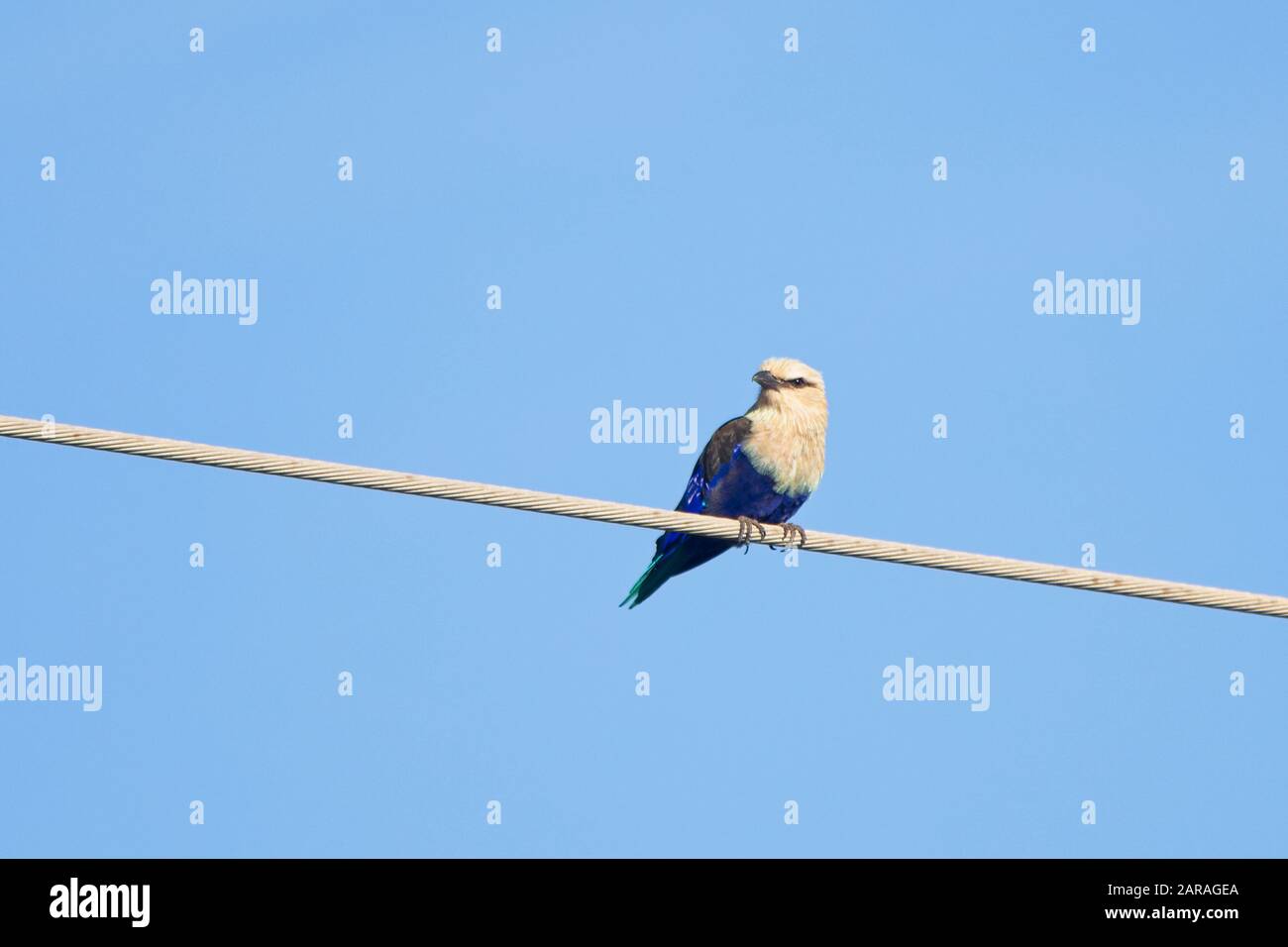 Blue-bellied Roller (Coracias cyanogaster) perched on an overhead wire, Gambia. Stock Photo