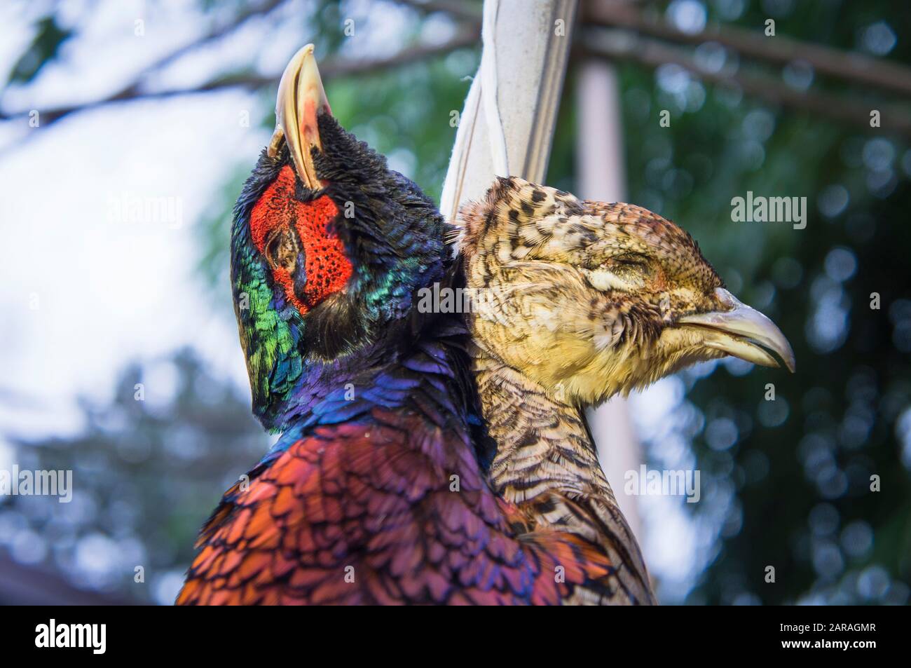Dead Pheasants High Resolution Stock Photography and Images - Alamy