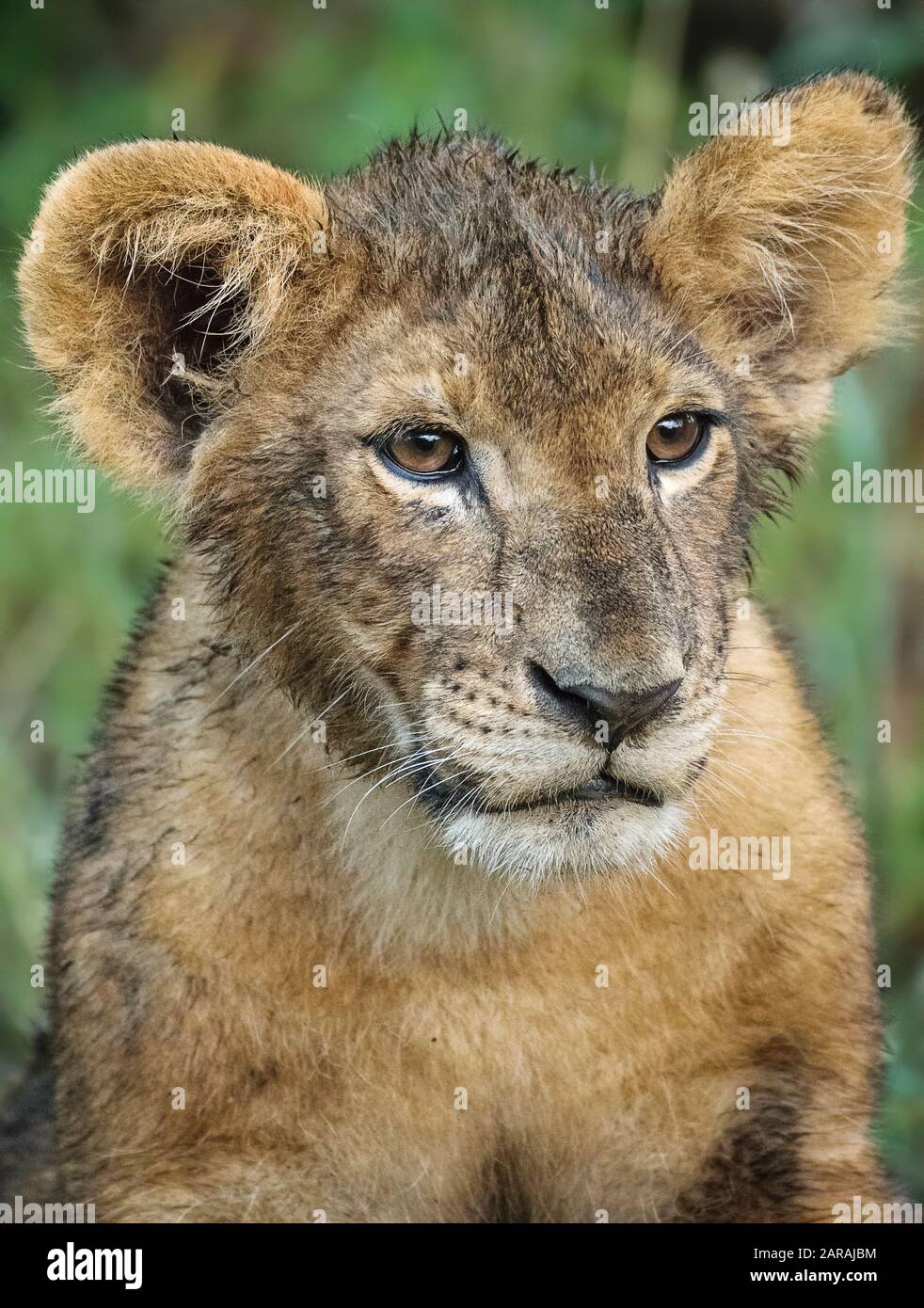 Dirty lion cub in Maasai Mara, Kenya Stock Photo