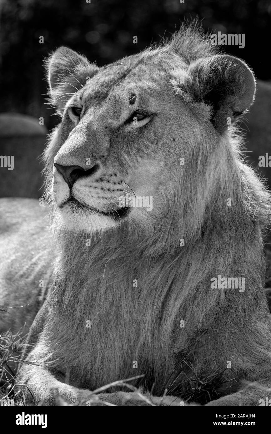 Female lioness in black and white Stock Photo
