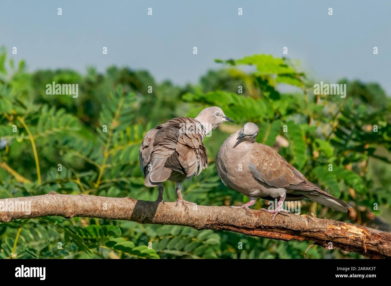 A couple of eurasian collared dove showing love Stock Photo