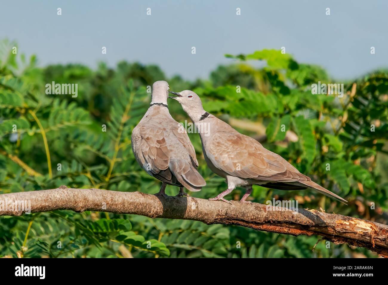 A couple of eurasian collared dove showing love Stock Photo