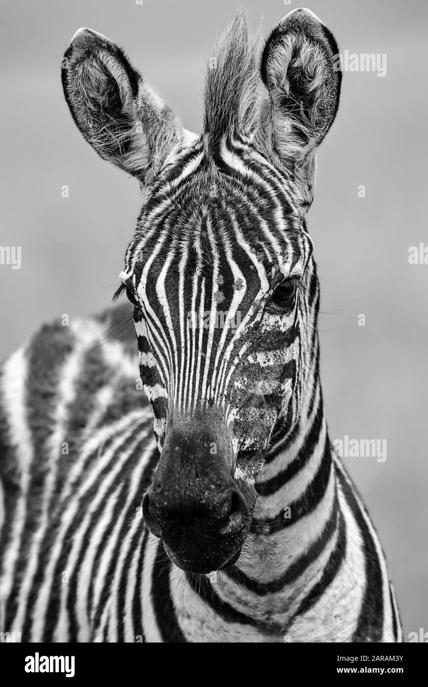 Black and white image of zebra foal in Maasai Mara, Kenya Stock Photo
