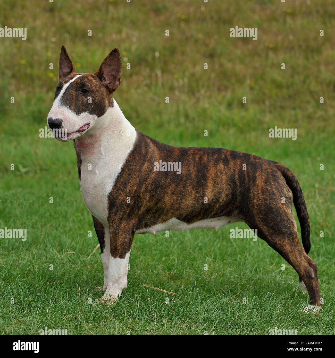 miniature bull terrier Stock Photo Alamy