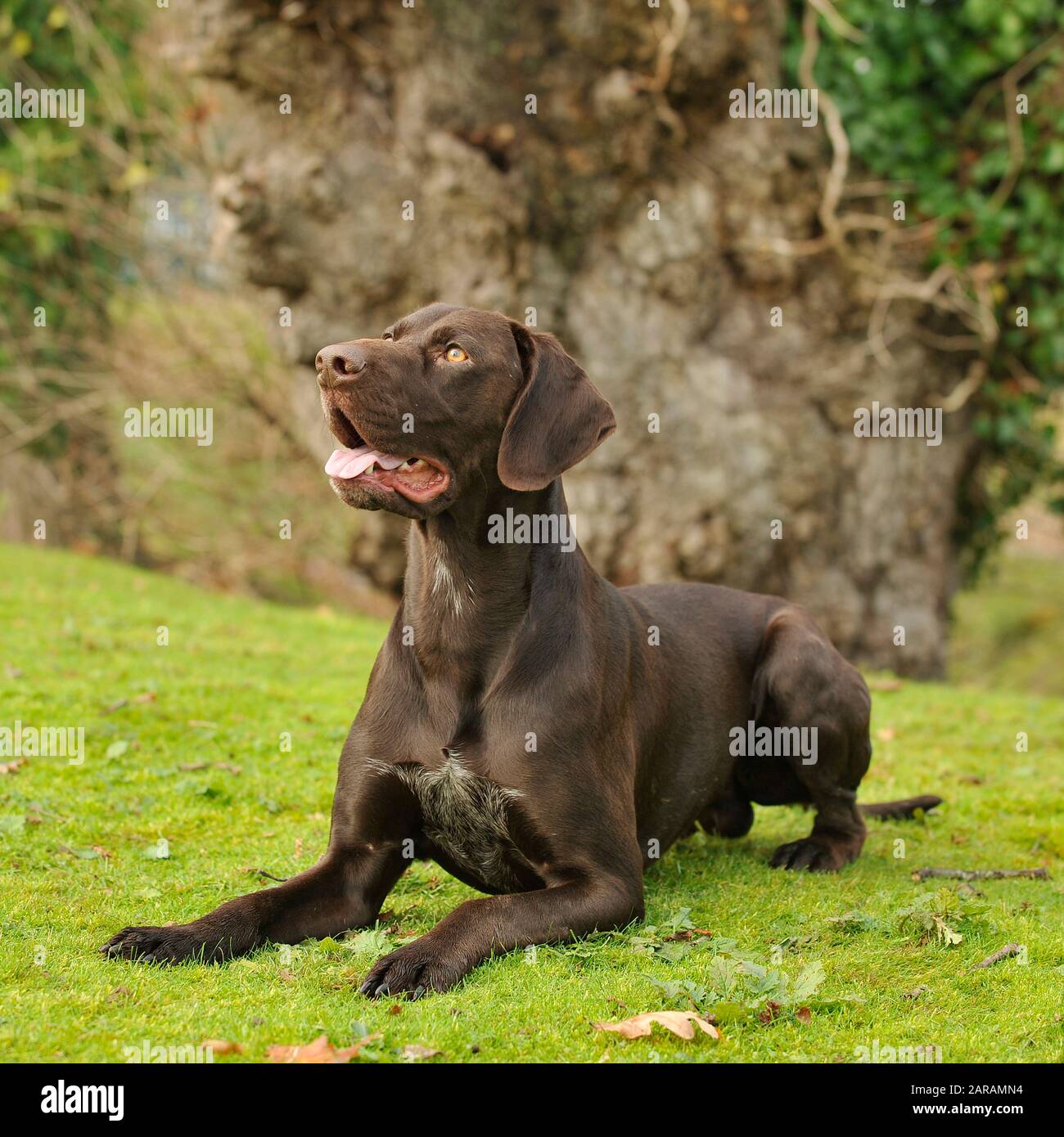 Solid 2025 liver gsp
