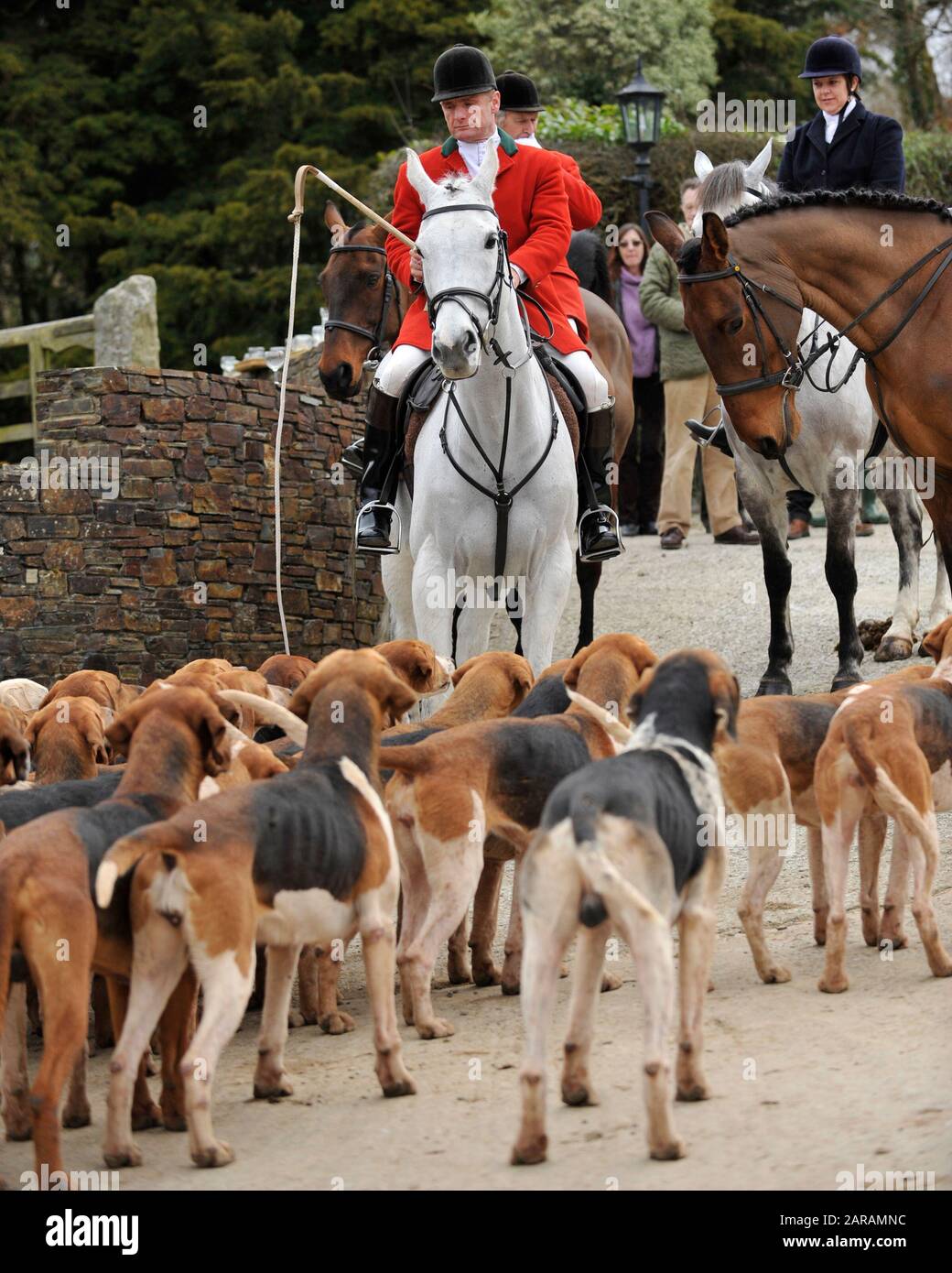 huntsman and pack of hounds Stock Photo