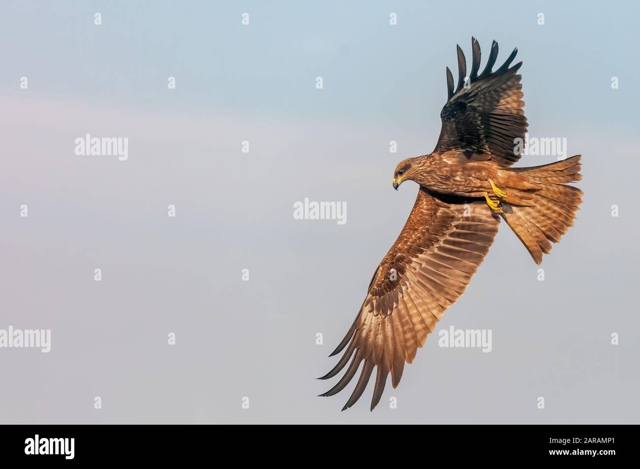 A black kite flying in the sky Stock Photo