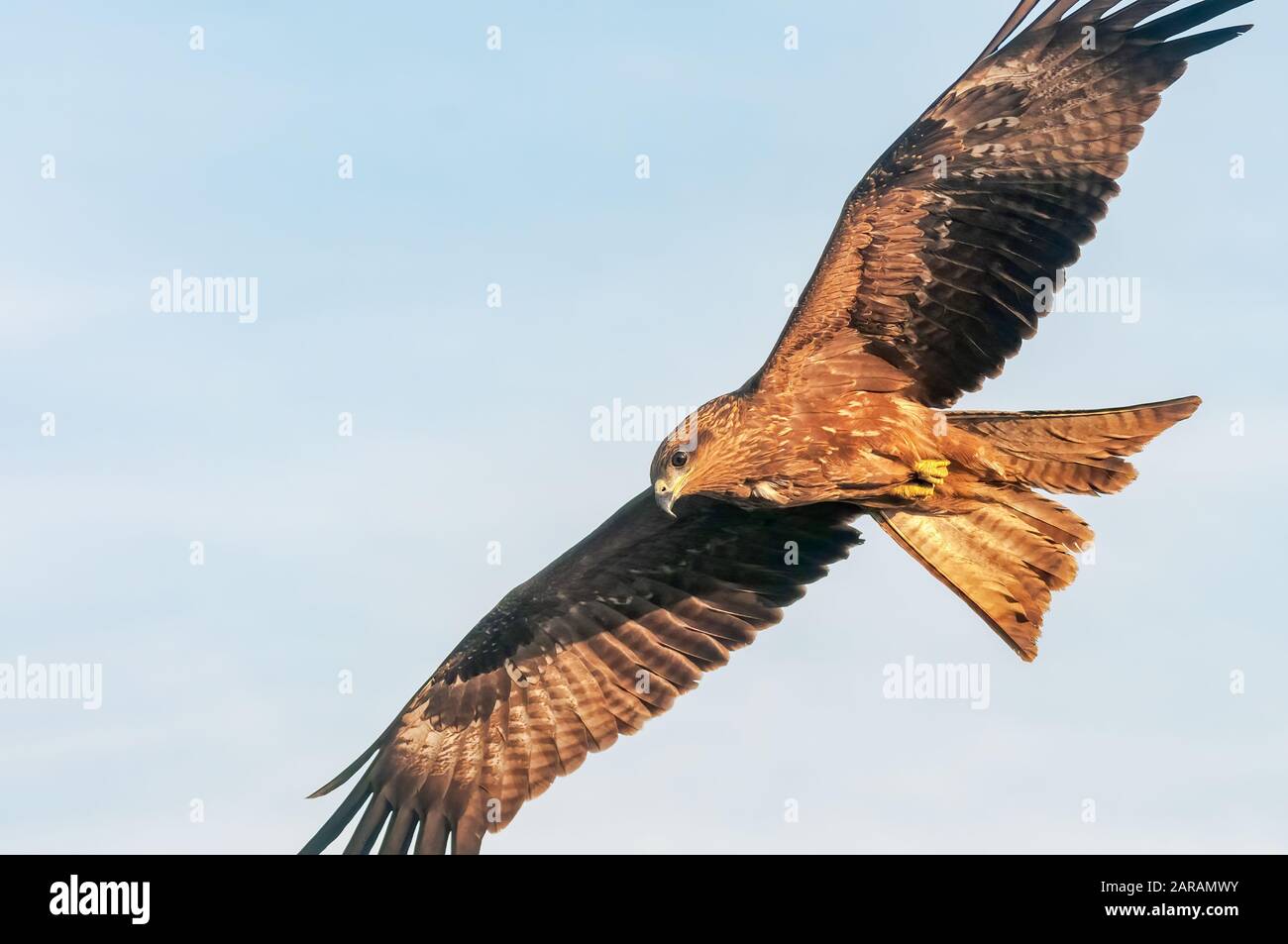 A black kite flying in the sky Stock Photo