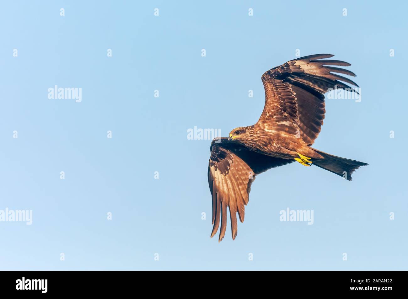 A black kite flying in the sky Stock Photo